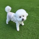 헬로우버디 판교밸리점 | 까루의 유치원 일기🐶｜헬로우버디 판교밸리점