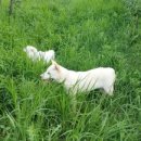 디모데농장 이미지