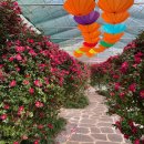 작은나무예술가(소품분재) | 설날 가족여행 갈만한 곳 - 전남 신안 동백꽃 축제 &amp; 분재정원 할인 꿀팁 총정리 🌺