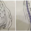 안산 센트럴 동물병원 이미지