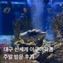 대구 신세계 아쿠아리움 할인방법 &amp; 주말 방문후기