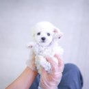 더독스 미니 이미지