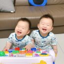 소나무송 이미지