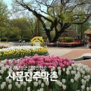 유원물류 | 대구 달성군 가볼만한곳 사문진주막촌 튤립 피크닉 유람선