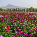 황강생태공원1 이미지