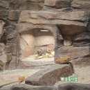 오간식영등포점 | [6살 아이랑] 주렁주렁 동물원 영등포점_카피바라 볼 수 있음.