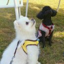 퍼피쿼터스 이미지