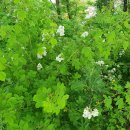 임마누엘피부과의원 이미지