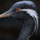 두루미네 이미지