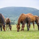 흥원목장 이미지
