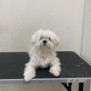 헬로퍼피1 이미지