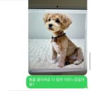 그루밍 스팟 이미지