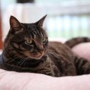 착한 고양이 이미지