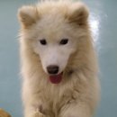 카페독스 이미지