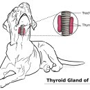 날으는 동물병원 이미지