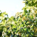 인동화장품
