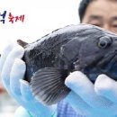 섬 우럭축제 티스토리