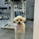 또왕또왕 Dog Salon 이미지