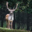 사슴공방