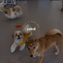 아이리더유치원 | 마곡애견유치원 옐레드 l 하루일과&amp;솔직후기