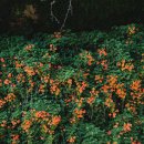 7월 서울 경기 능소화 명소 가볼만한곳 :: 뚝섬한강공원, 북촌한옥마을, 행궁동, 희망대공원, 봉녕사 이미지