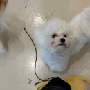 펫슨조이 이미지