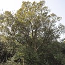 가사목 | 멸종위기식물인 참나무과의 개가시나무