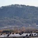 독수리 | 파주 독수리식당 독수리 탐조 후기 feat 흰꼬리수리