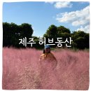 제주허브동산 | 제주 허브동산 핑크뮬리 11월 인생샷 명소 직접 가본 후기