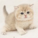 착한 고양이 이미지