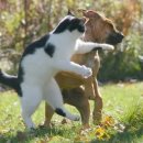 야옹야옹 이미지