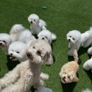 딩동댕독 이미지