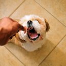 강아지나라동물병원 이미지