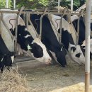 도담목장 이미지