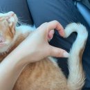 멍멍냐옹동물병원 | [리뷰] 인천 구월동 고양이 전문 동물병원 예방접종 후기 : 멍멍냐옹동물병원