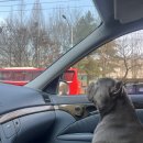 서촌동댕번지 | 청주 서천동댕번지 애견카페 방문 후기 대형견 소형견가능