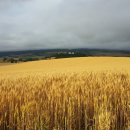 밀밭에서 이미지