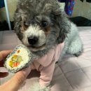 까까마망 이미지