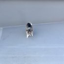 멜로디펍스 | 대구강아지 믿고 이용할 수 있었던 멜로디펍스