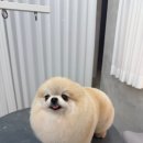 스타일 퍼피 이미지