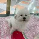 야옹아 멍멍해봐 동탄하나로점 이미지