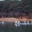 고니나라 경북도민일보