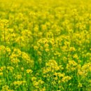 낙동강체육공원 인라인스케이트장, 게이트볼장 이미지
