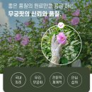 무궁핏 5가지 성분, 무궁화 다이어트 효과는?