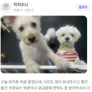 수정자연유치원 | 성남애견유치원 성남애견호텔 멍스가든 후기 :: 강아지 사회화까지 세심한 케어