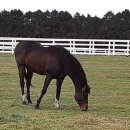 국영목장 이미지