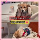 이마트24 건대차이나점 | 건대 24시간 카페 밍글 건대 화양점 소파자리편한 내돈내산 애견동반 후기