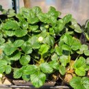 가나종묘농약사 이미지