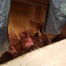 자연같이 팜 이미지