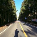 뽀요요민박 | 1박2일 제주도 뚜벅이 주말 여행코스 동부권 중심 ( 우도배시간표 )